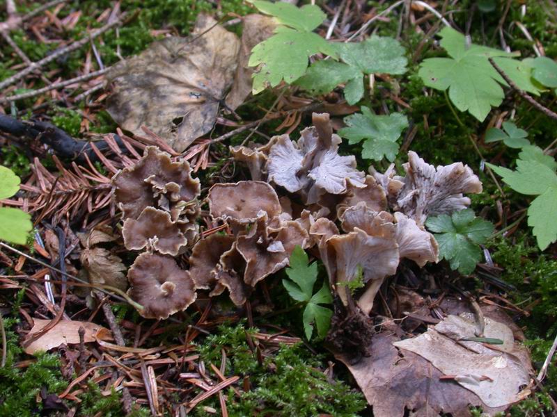 Pseudocraterellus undulatus